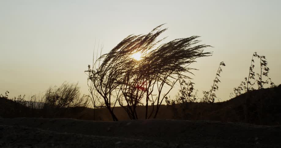 The wind is blowing the bushes at sunset