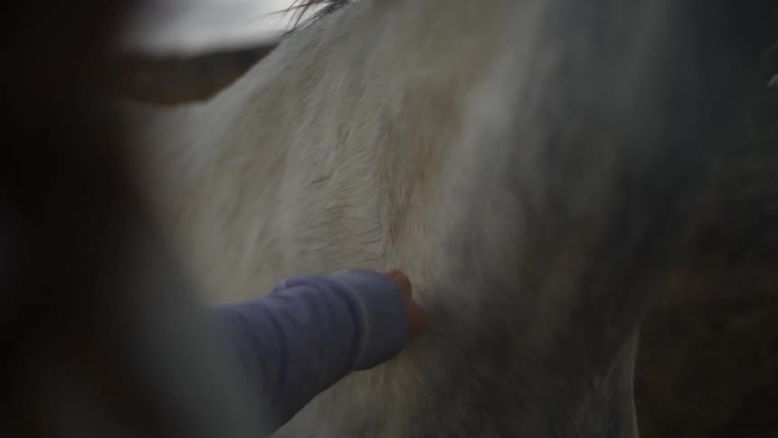 A woman slowly strokes a horse's neck