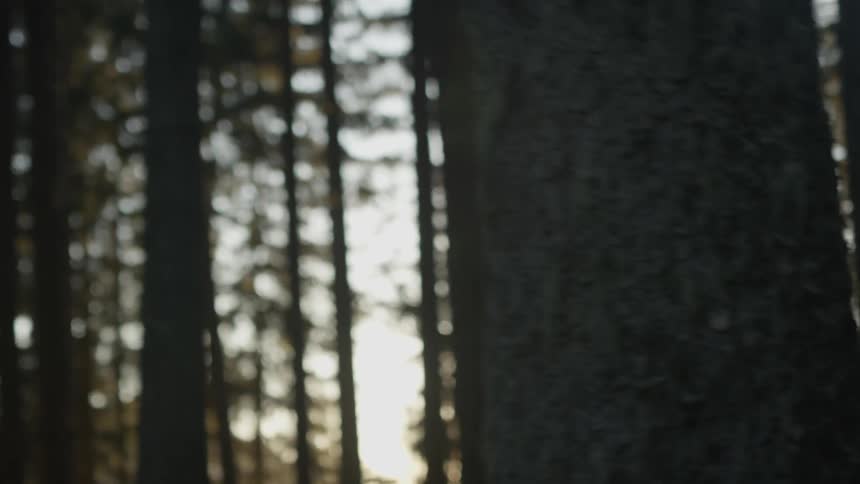 The sun setting and shining through many trees in a forest
