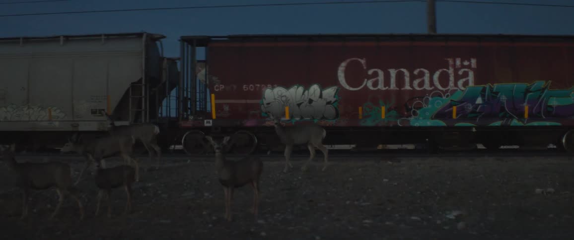 A herd of deer are grazing near an idle train at dusk