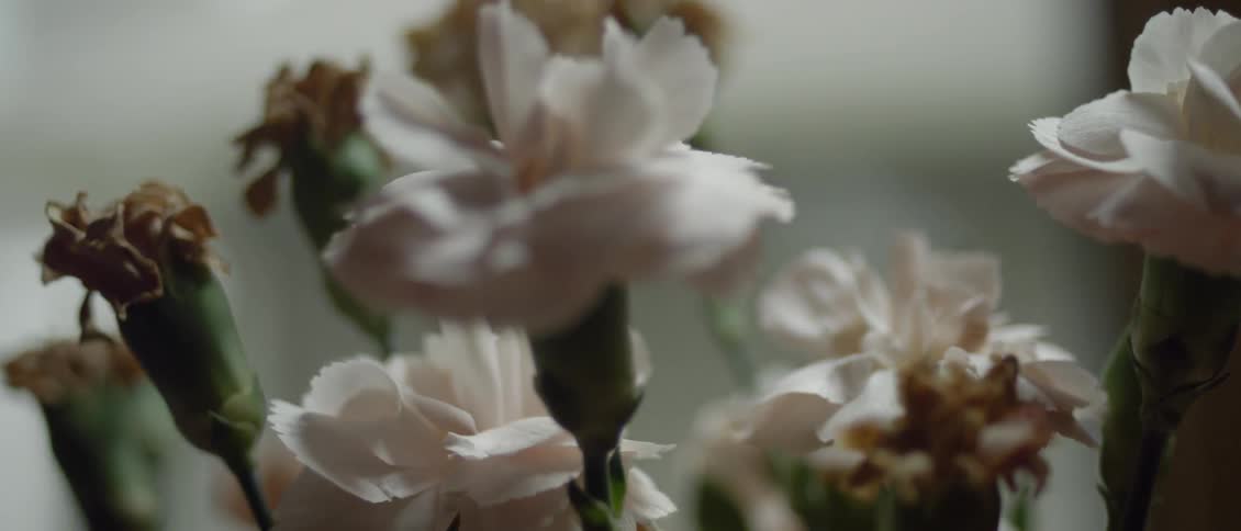 Carnations are arranged in a bouquet