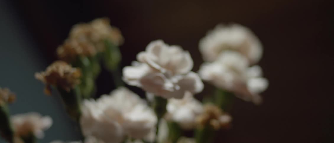 Carnations are arranged in a bouquet