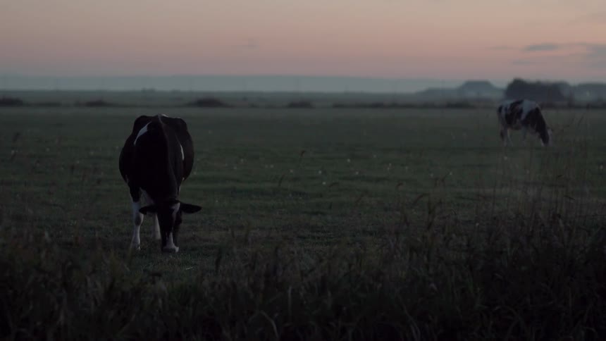Cows graze in a field