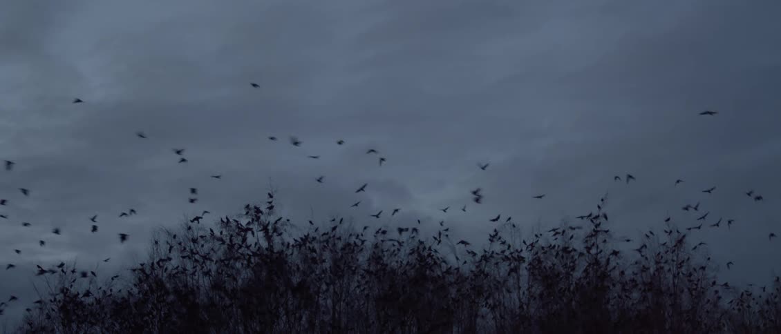 Birds fly around and onto trees