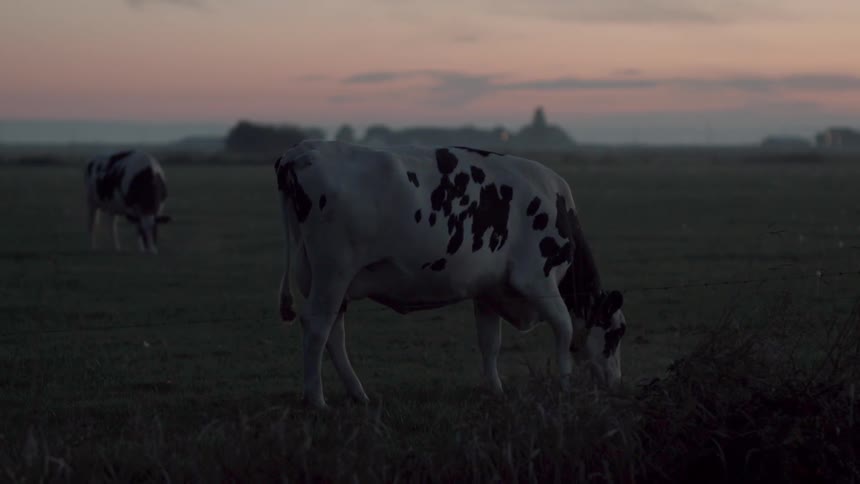 Cows graze in a rural field at sunset