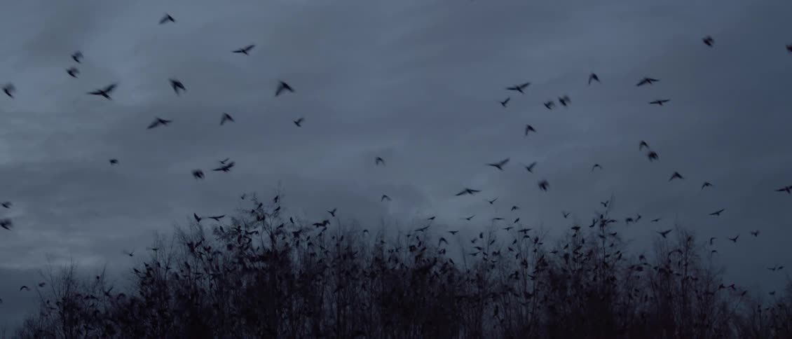 A large flock of birds are leaving a tree at dusk