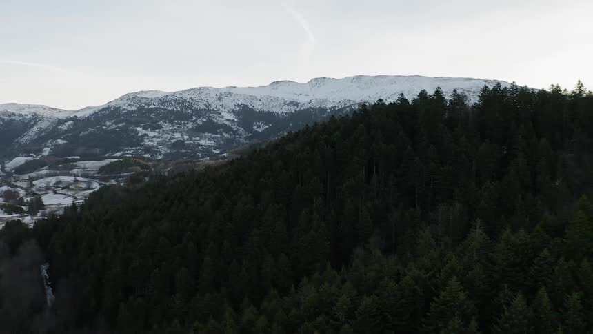 Pine trees grow in snowy mountains