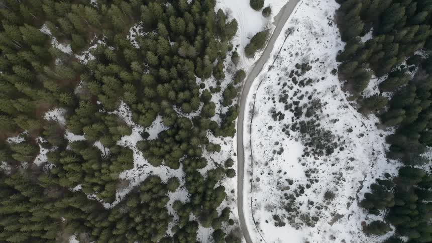 Snow covers the ground of a forest