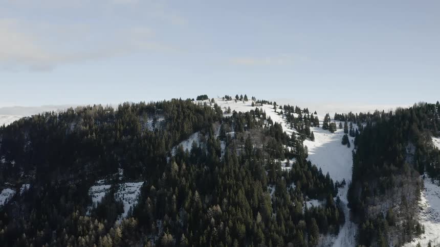 Trees are covering a mountain with snow