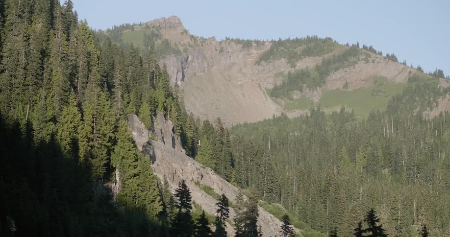 Pines trees grow on a mountainside