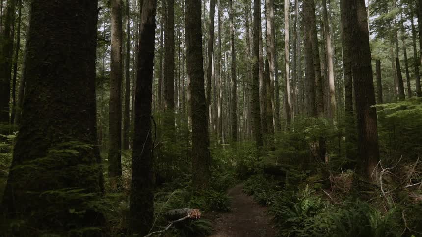 Dense forest on a cloudy day