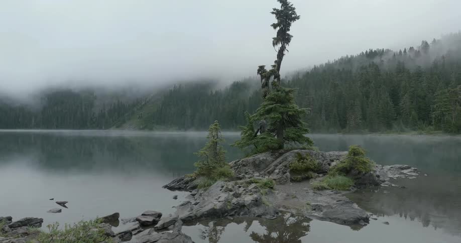 A pine tree is growing on a sandbar in a lake on a foggy day