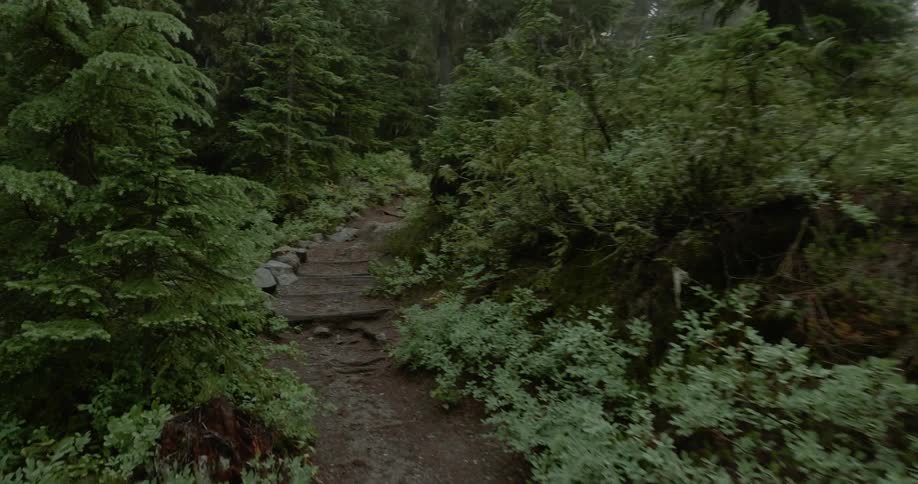 Hiking path through evergreen forest