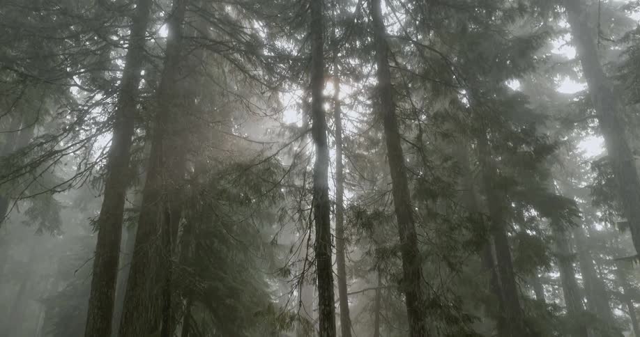Sunlight shines through forest trees