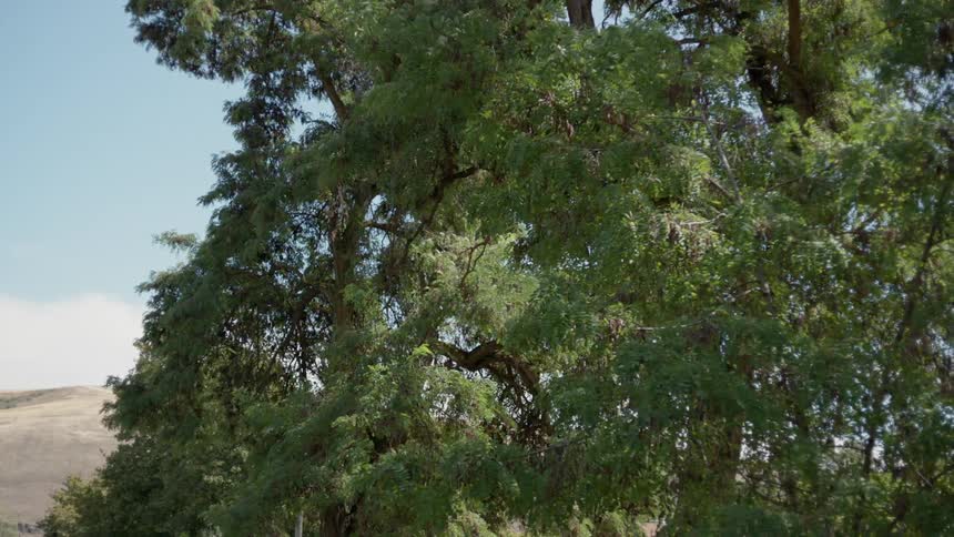 Wind blows through tree branches