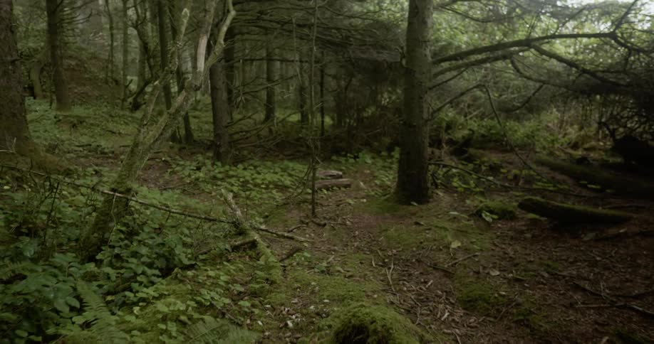 Trees and foliage grow in a forest