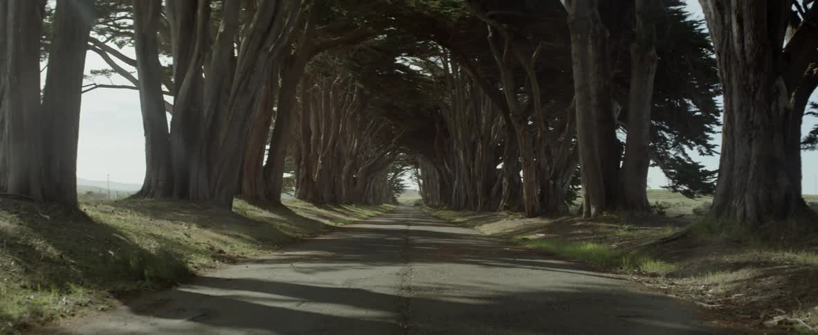 Old trees line a rural road