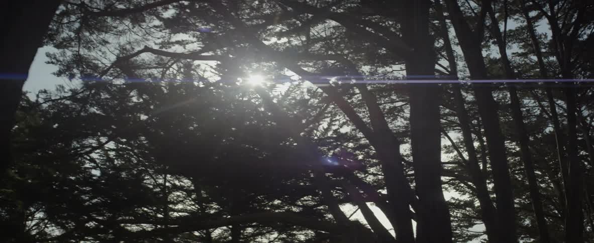 The sunlight shines through tree branches