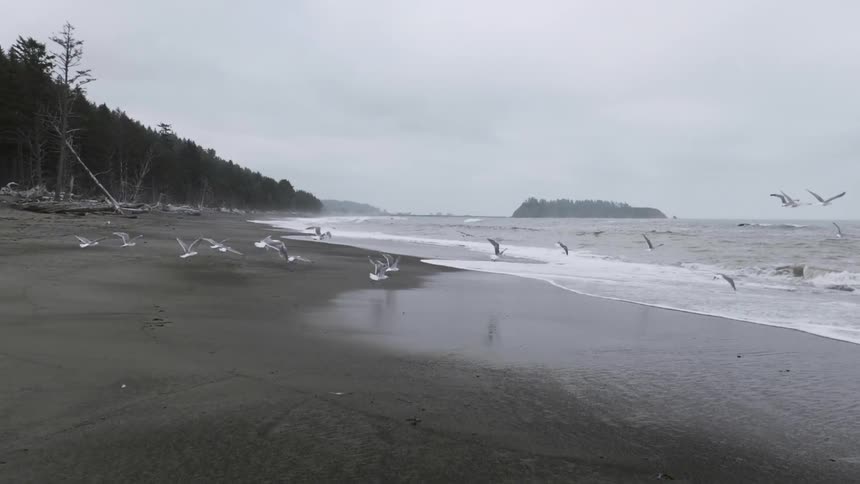 Seagulls fly over a beach
