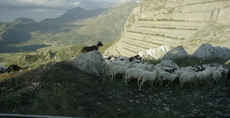 Sheep gather together atop a mountain