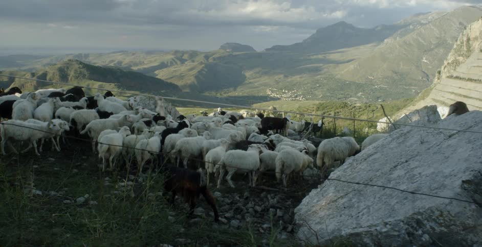 Sheep clustered on a hilltop