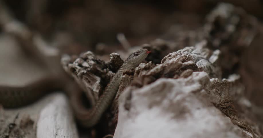 Snake slithers over dirt