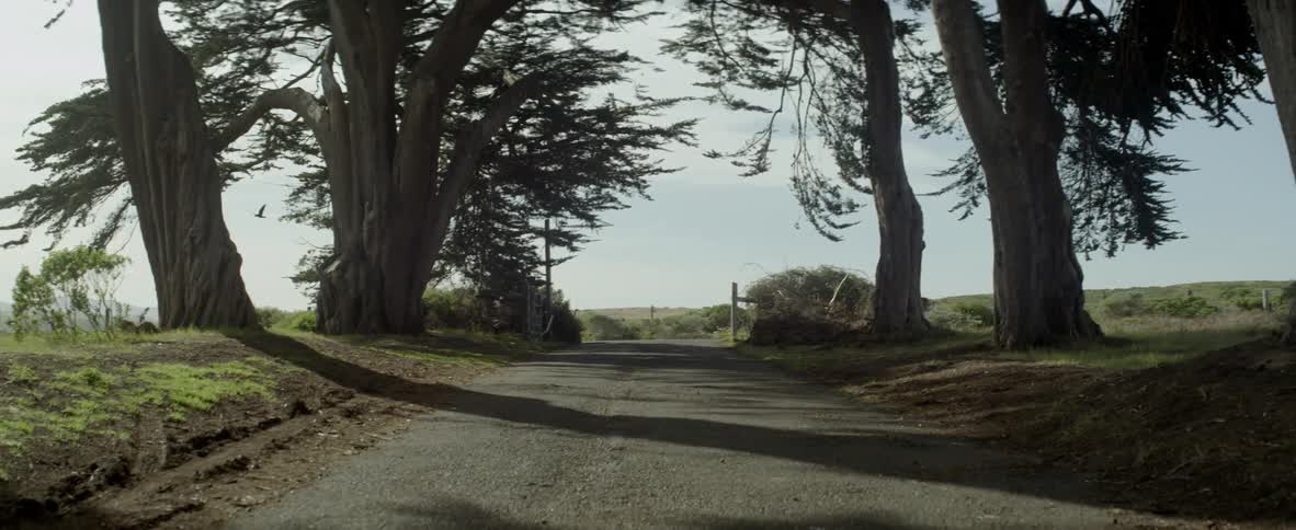 Trees cast shadows along a narrow country road