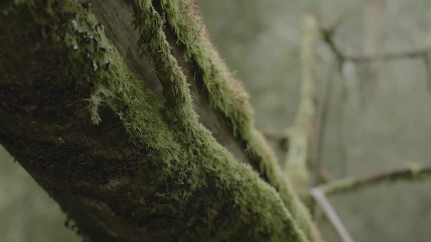 A mossy tree