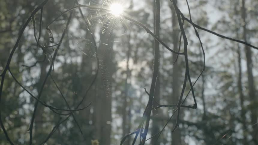 Spider web in a forest