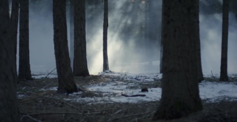 Smoke floats in a forest