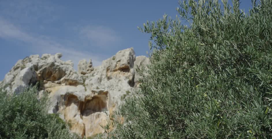 Trees grow near a rocky cliff