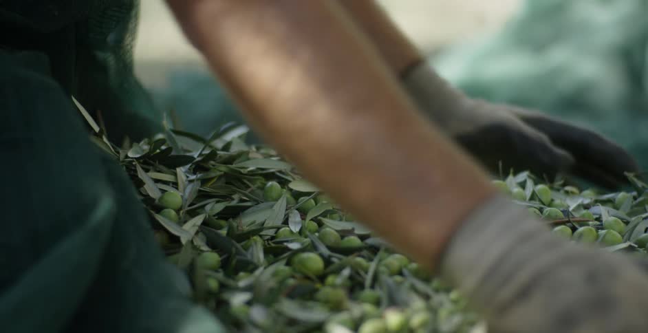 A man sorts through harvested olives