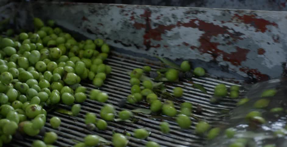 Olives are washed and processed in a factory