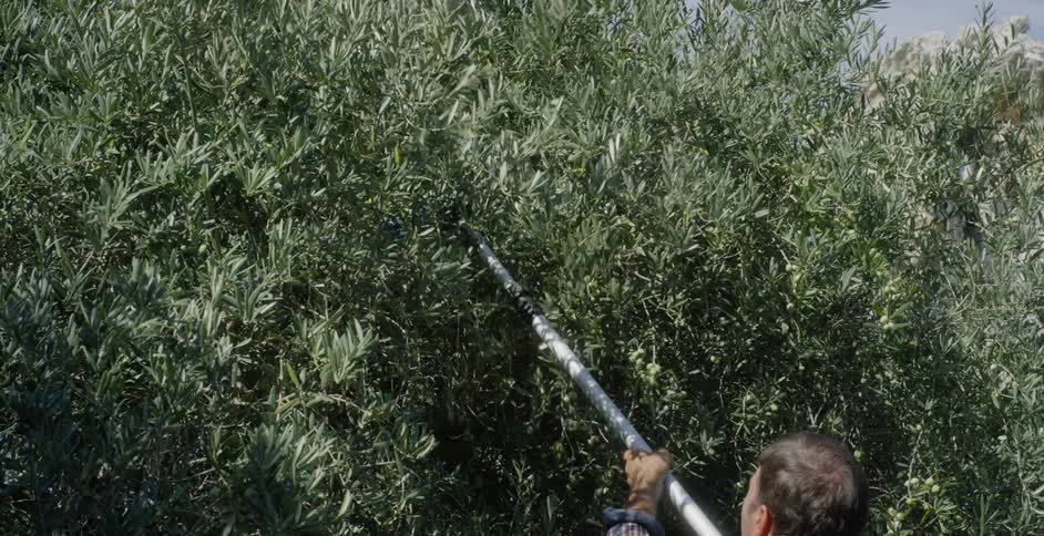 A man uses a tool to harvest olives from a tree