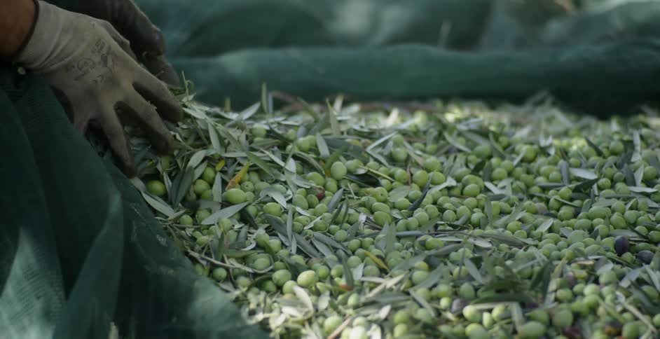 A man sorts through harvested olives
