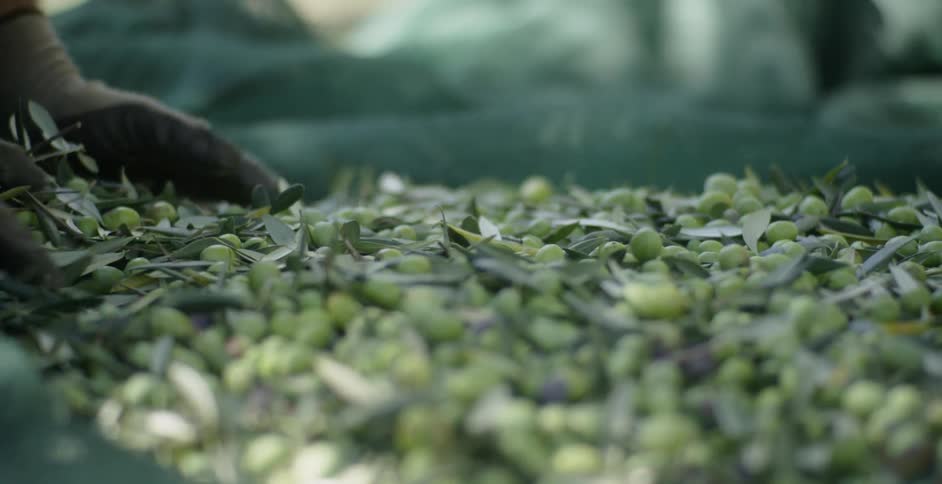 A man sorts through harvested olives