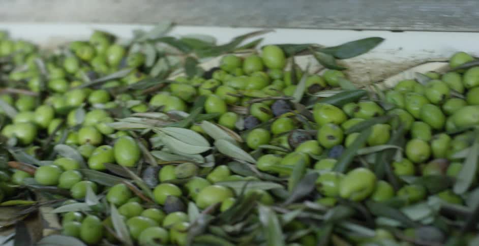 Olives and leaves on a conveyor belt