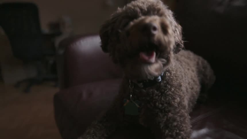 Dog yawns and jumps off couch