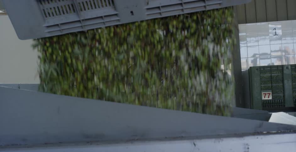 A man watches as harvested olives are poured into a machine