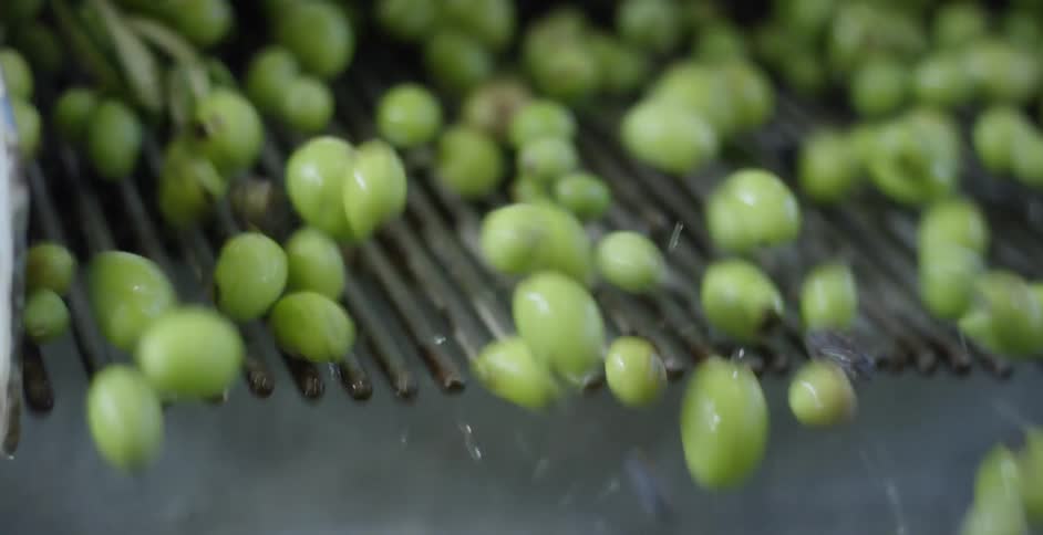 Olives bounce down a metal rack on a slope