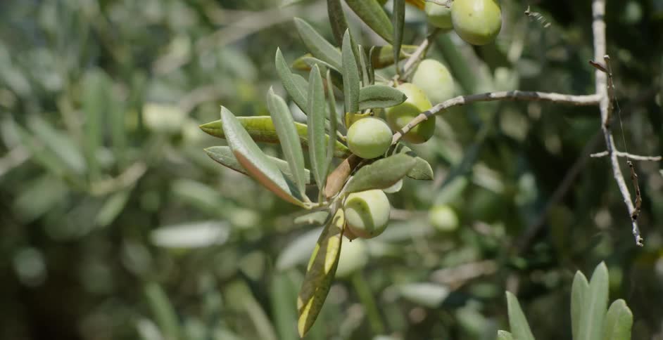Fruit growing on trees on a breezy day