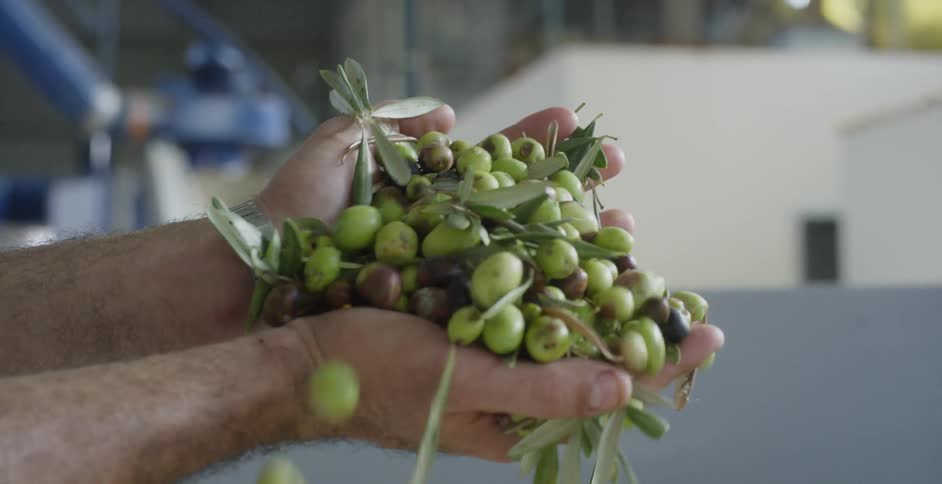 A person lifts up a bunch of peas and lets them fall