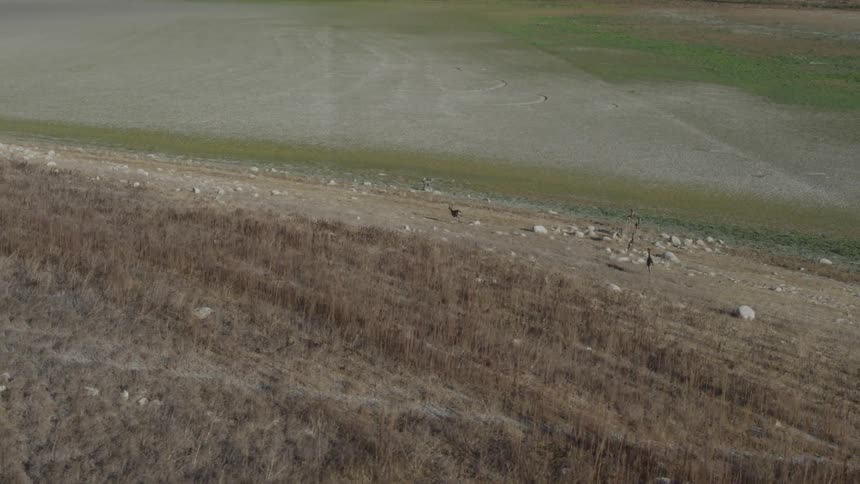 Some animals running across a field