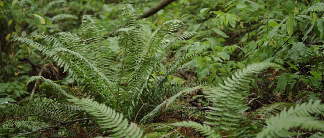 Ferns on a forest bed