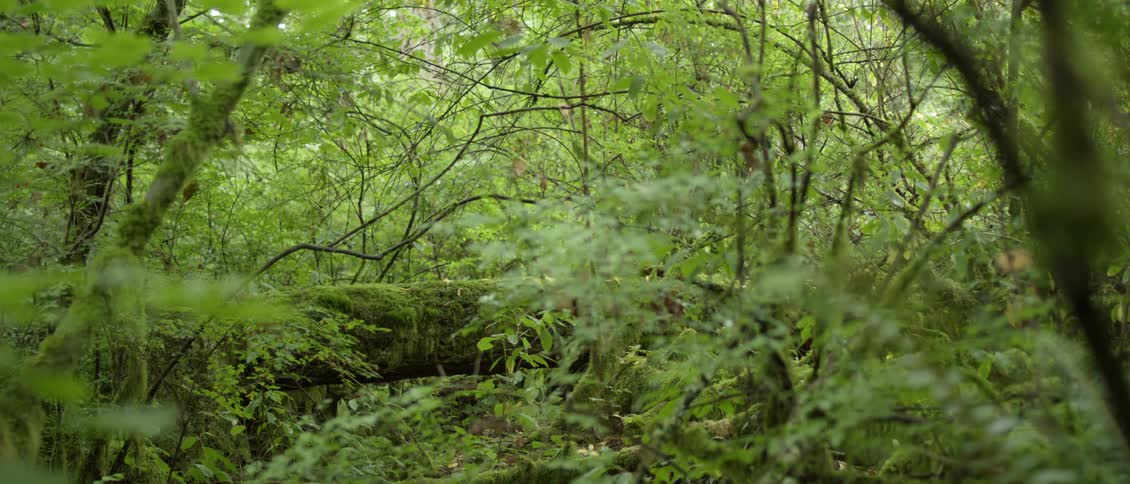 Large tree trunk lays on the ground in a forest