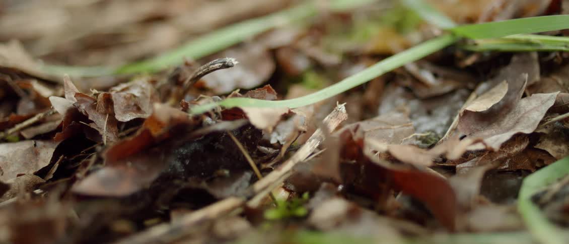 Bugs crawl through the leaves on the ground
