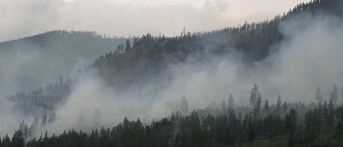 Smoke pours from the trees