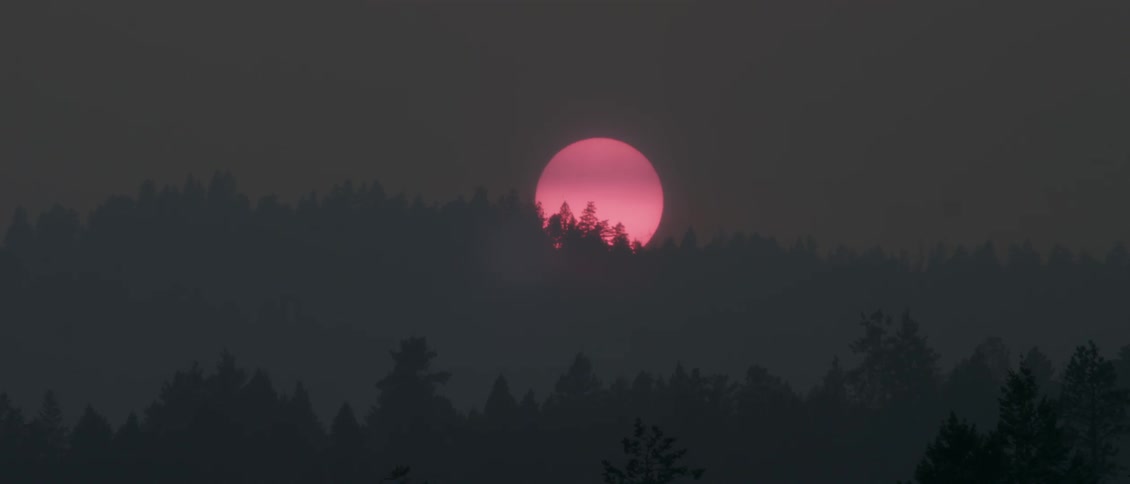 Sun sets over the treetops