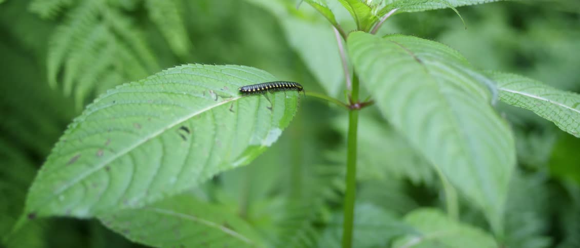 An insect crawls on a leaf
