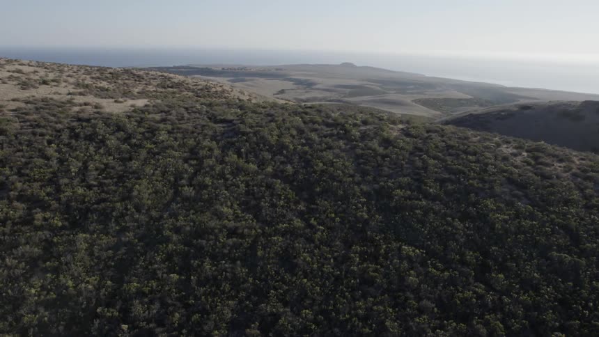 Aerial view of a large forest on a hill